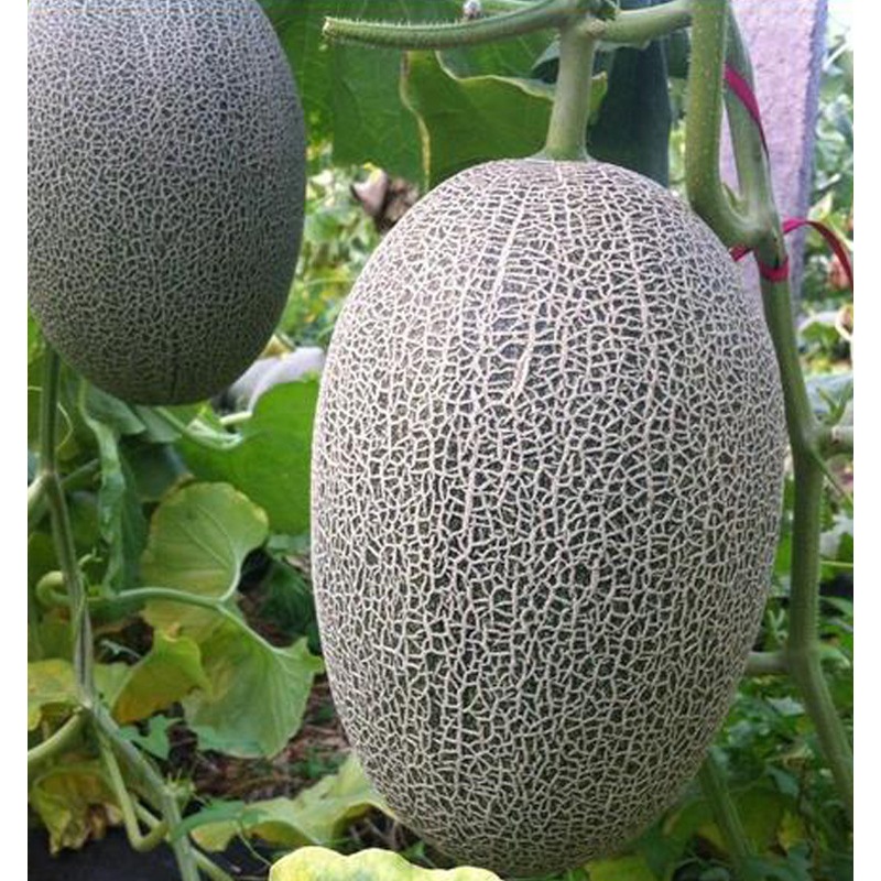 Benih Melon HamiXizhou- Hami Melon 50 biji F1 Import