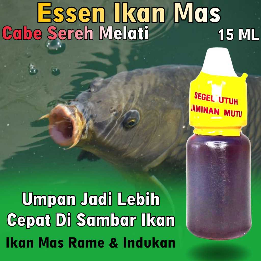 Essen Ikan Mas Paling Gacor, Essen Ikan Mas Oplosan, Essen Ikan Mas Harian, Essen Ikan Mas Galatama,