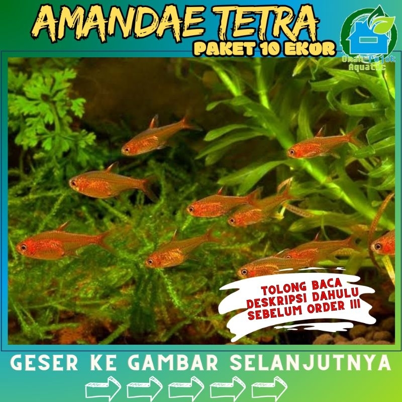 

✓ paket isi 10 Amandae tetra