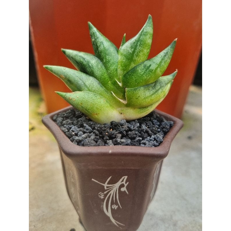 sansevieria boncel new clone