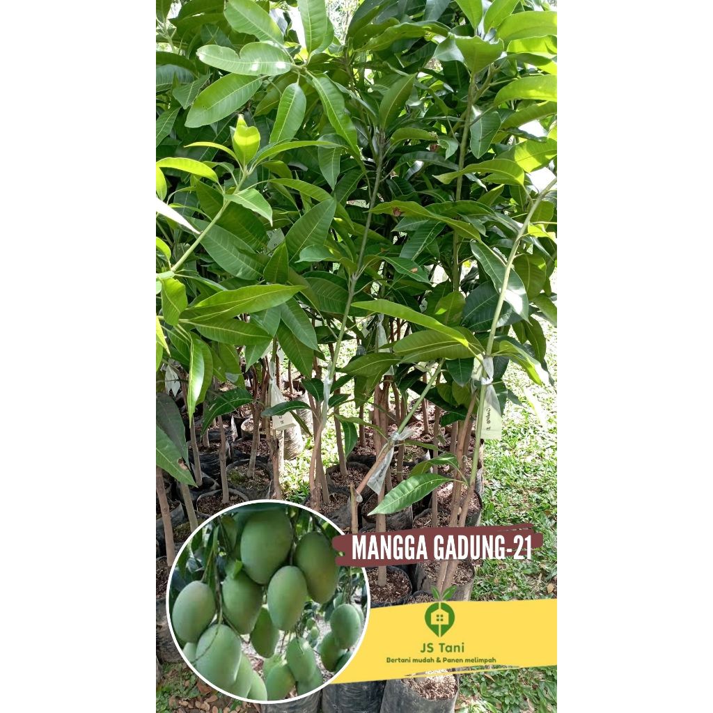 Tanaman Buah Mangga Gadung / Bibit Buah Mangga Gadung21 / Bibit Mangga Gadung / Tanaman Mangga Gadun