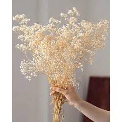 Baby Breath 25 gram Preseved Cream | Dried Flower Baby Breath preseved | Bunga Kering Baby Breath As