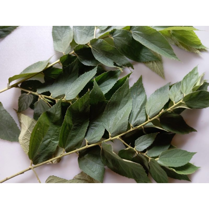 

daun kersen/keres/talok 200gr