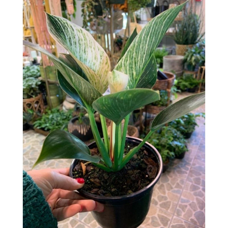 (BISA COD) Tanaman Hias Philo Birkin Tanaman Hias Philo Murah Meriah Philo Birkin Philo Mutasi Birki