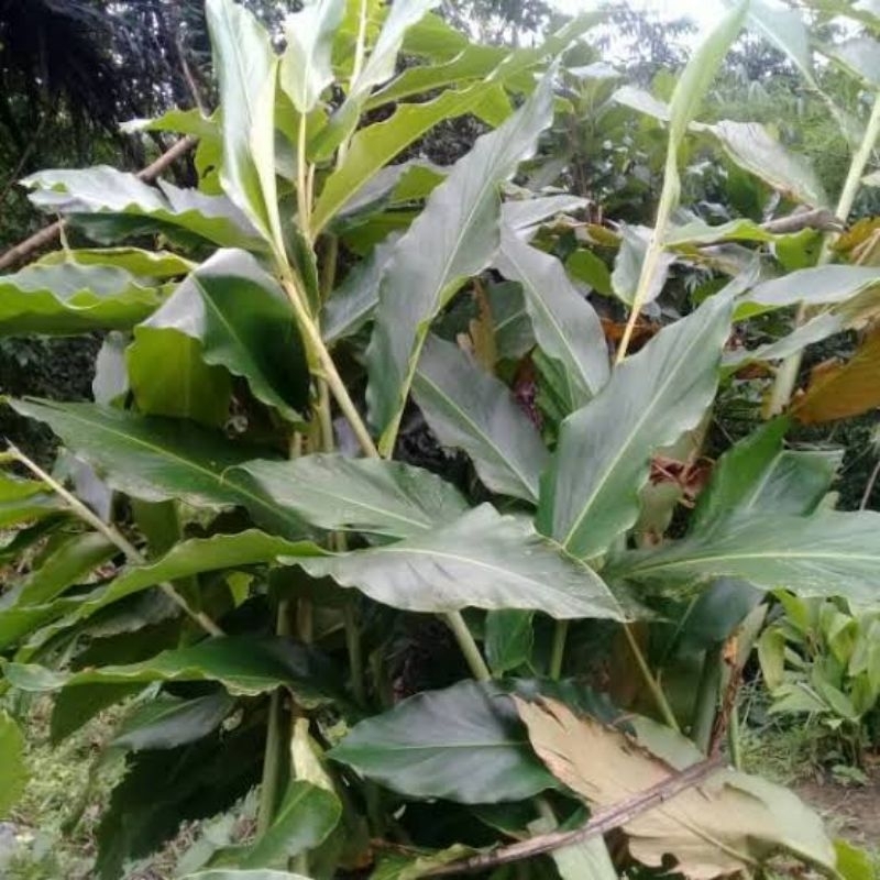

Daun kecombrang segar per 20pcs
