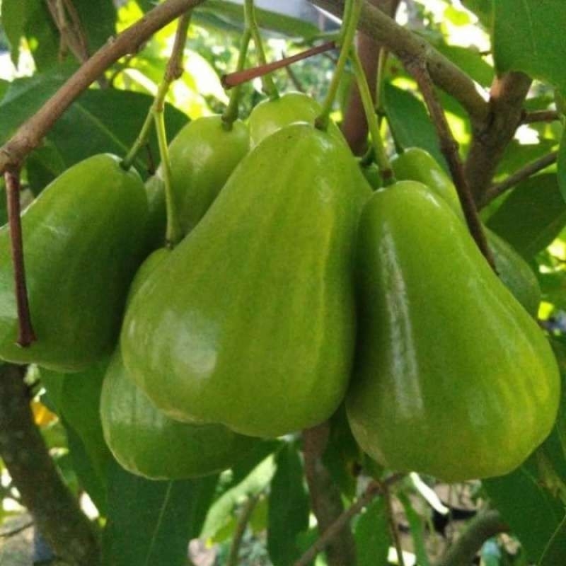 bibit jambu air green giant