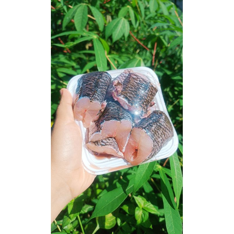 

[SUDAH DISIANG] Ikan Gabus Segar Sudah Bersih Siap Masak Lauk Pontianak