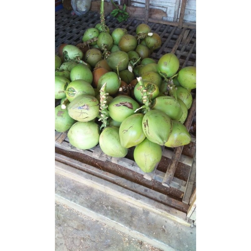 

Kelapa muda ijo pepres