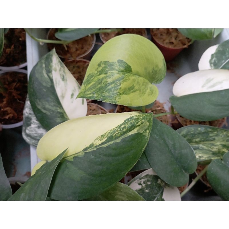 Scindapsus Jade Satin Variegata / Jade satin Variegated Beauty.