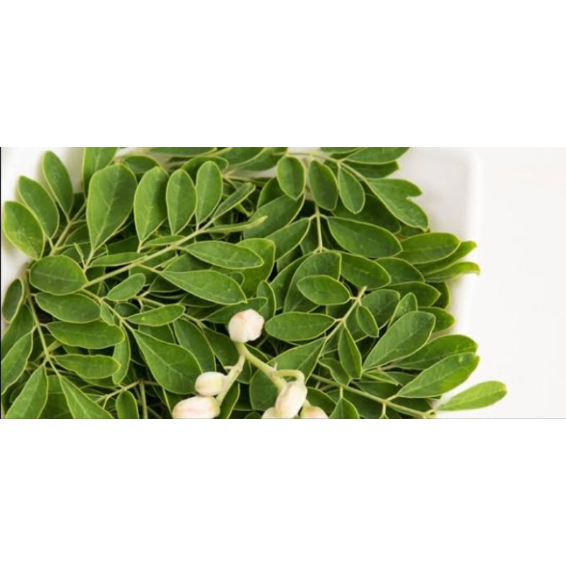 

DAUN KELOR SEGAR