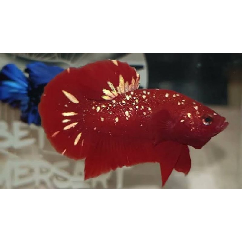 cupang Red Gold Galaxy ( RGG ) Bahanan cocok untuk hiasan akuarium/aquascape dan soliter