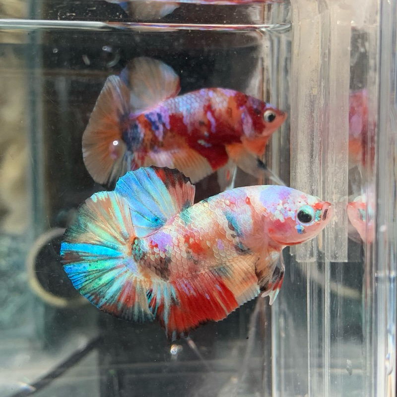 

BOX KARDUS PLAKAT MULTYCOLOR GALAXY