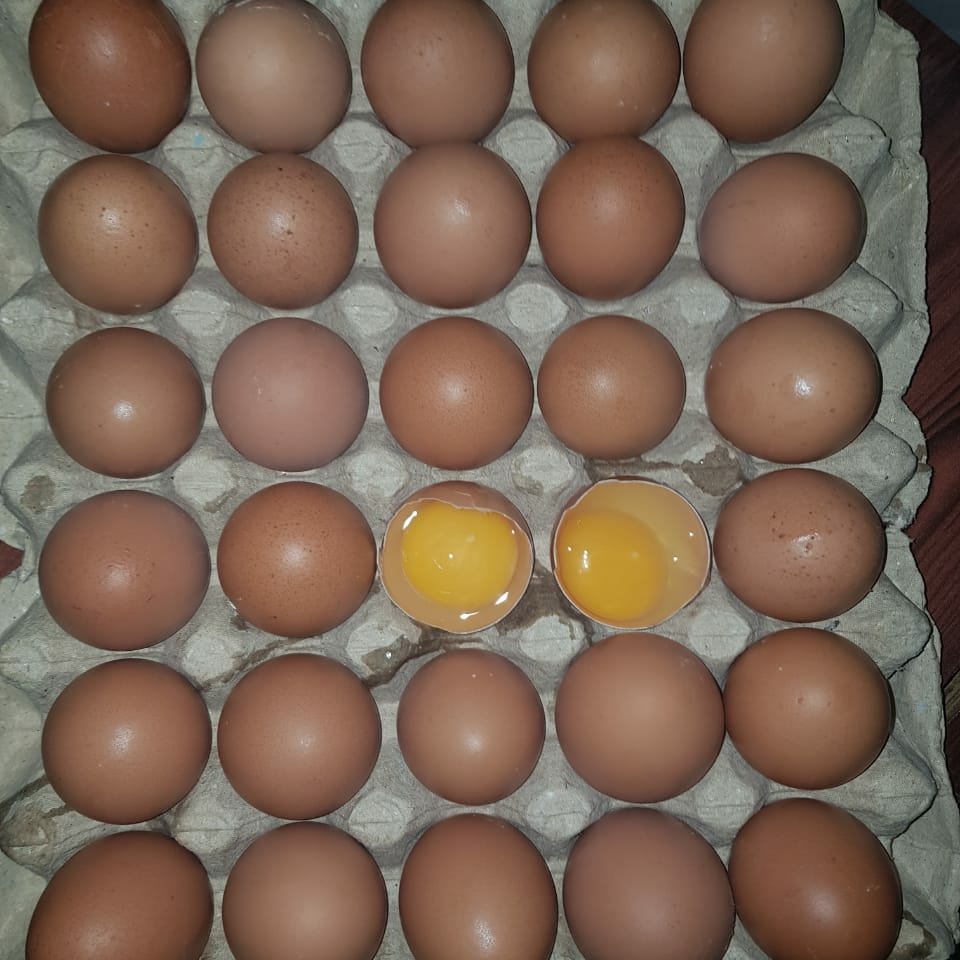 

IO Telur Ayam Negeri PREMIUM - 30 Pcs / Tray Grade A Fresh Bersih Kualitas Terbaik