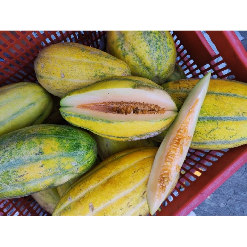 

Buah Timun mas