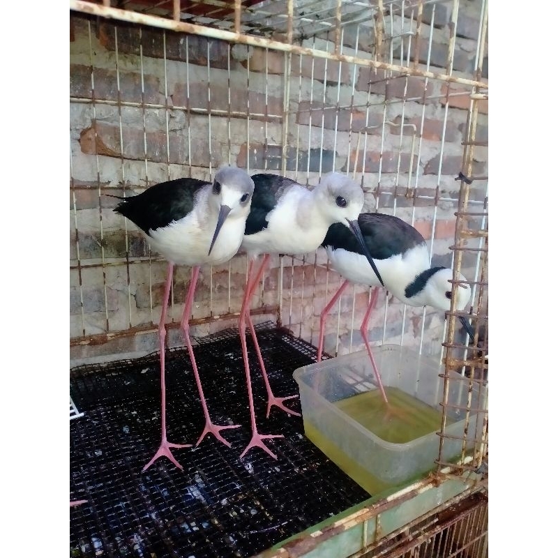 Gagang bayam, Burung hias, Burung aviary, Bango