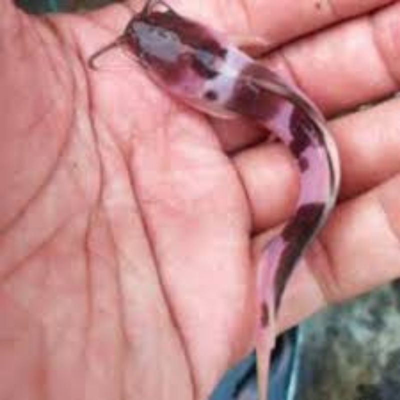 lele Albino isi 10 ekor size 6/7 cm mudah di pelihara