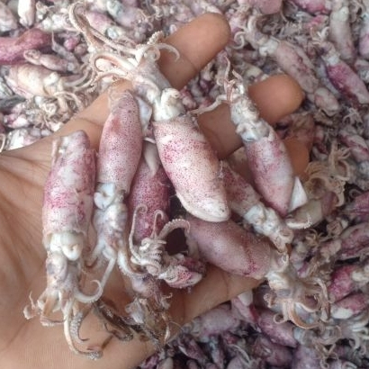 

Ikan Cumi Asin Telur Rebus Kering Premium Tanpa Pengawet Asli Sibolga 1KG