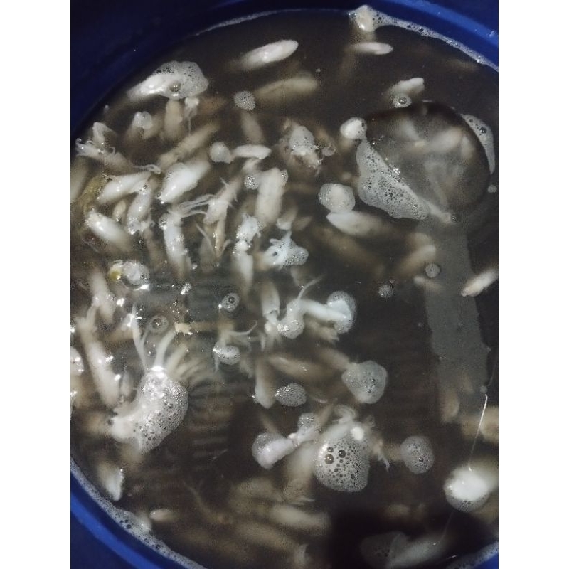 

BABY CUMI FRESH 500gram
