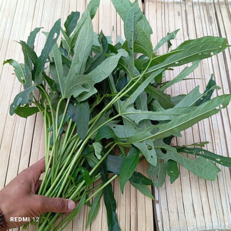

Daun Sedi segar petik langsung 250 gram