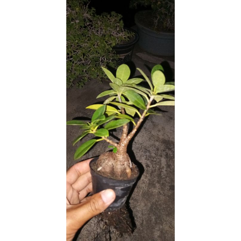 bonsai mini ficus dolar