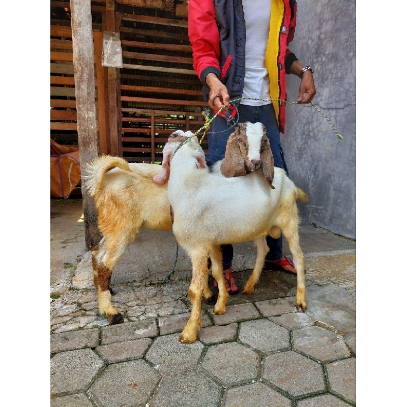 Kambing dan Domba Jantan Tipe Super Untuk Aqiqah, Qurban dan Pelihara / Domba dan Kambing Kurban dan