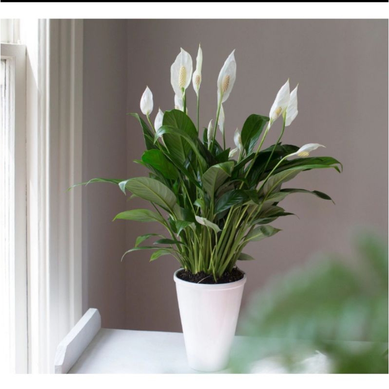 tanaman bunga peace Lily atau bunga lily
