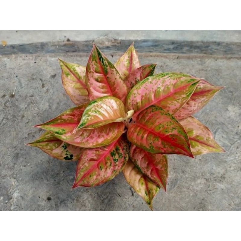 anakan aglonema (LOD) murah