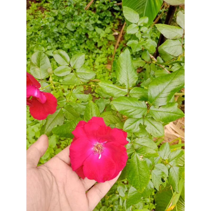 Bibit Stek Mawar merah berduri bunga besar