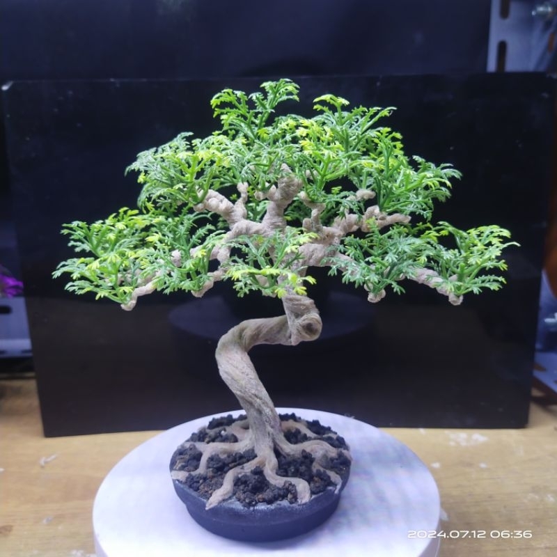 Dekorasi Aquarium Bonsai Aquascape Pohon Plastik