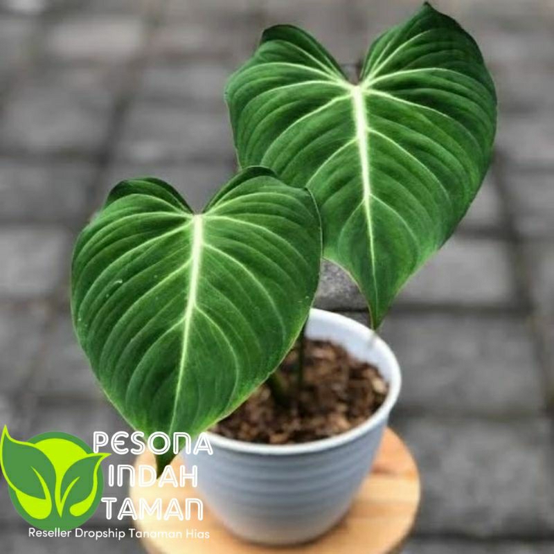 philodendron gloriosum - tanaman hias philodendron gloriosum