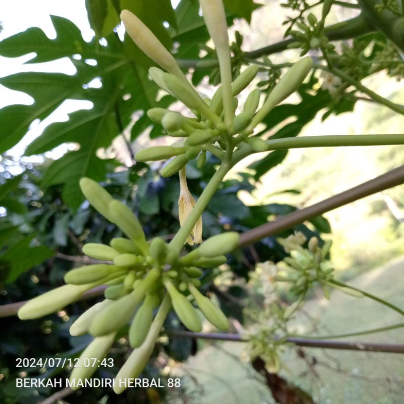 

bunga pepaya jantan,pepaya gantung/500gram