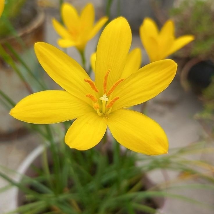 Umbi Bibit Lily Rain Kuning Zephyranthes Lili Hujan