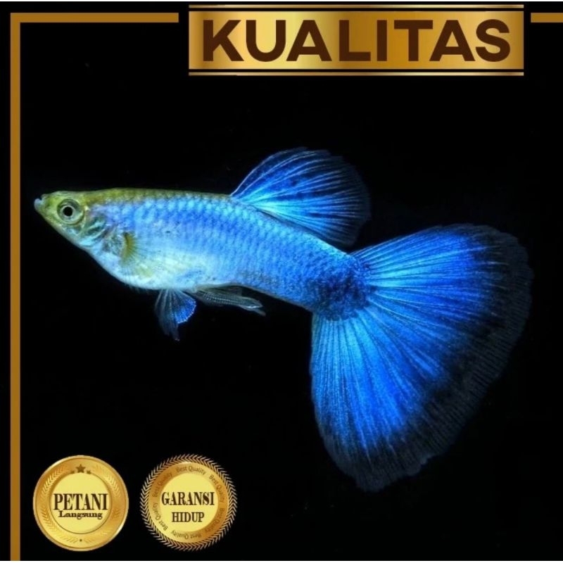 Guppy Blue Moscow Jantan Ikan Hias Aquascape Hiasan Aquarium Tanaman