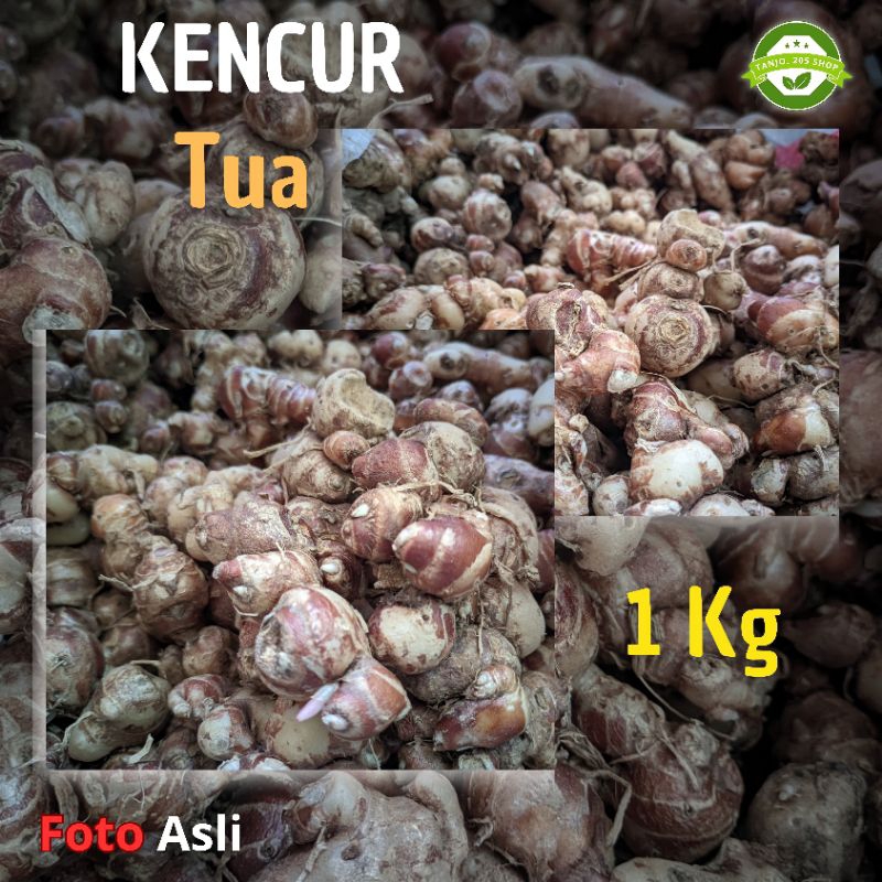 

1 Kg Kencur Tua Fresh Murah Berkualitas Sudah Cuci BERSIH