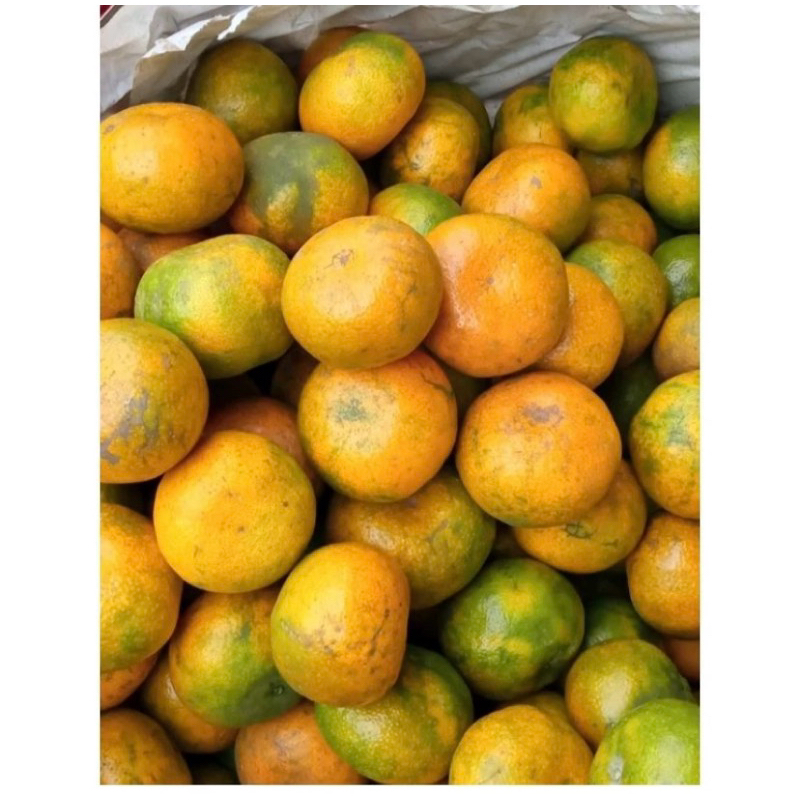 

Jeruk Brastagi Segar 500Gr