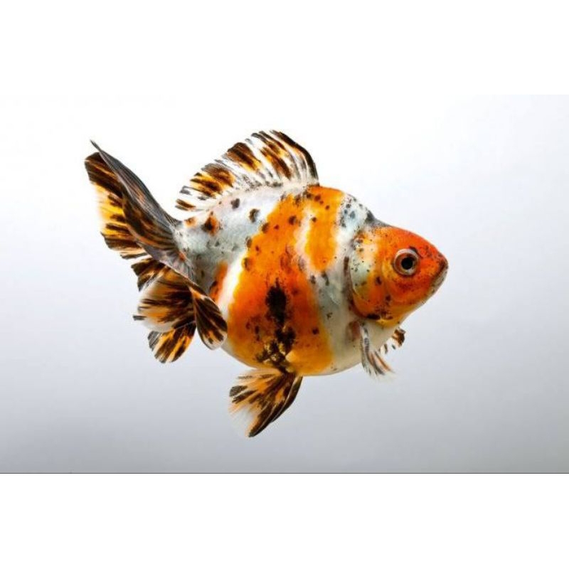 

stiker koki pancawarna