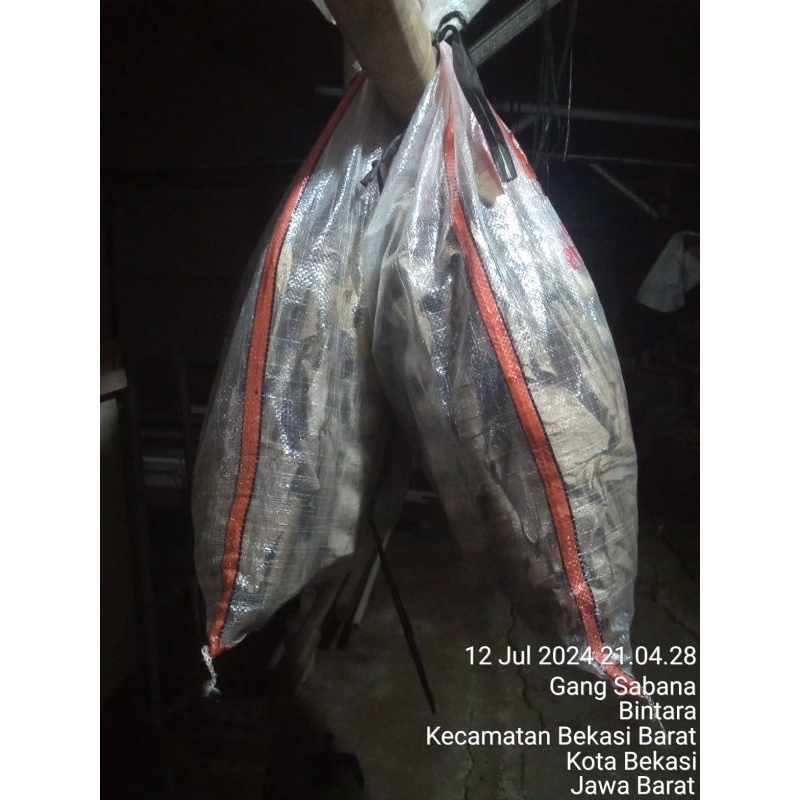 jangkrik alam 1 kg / jangkrik hidup / jangkrik pakan ternak WAJIB GOSEN INSTAN
