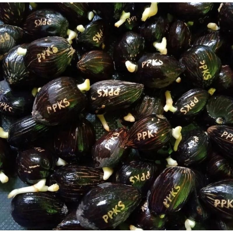 5000/butir Benih bibit sawit unggul PPKS DXP 239 Original Medan