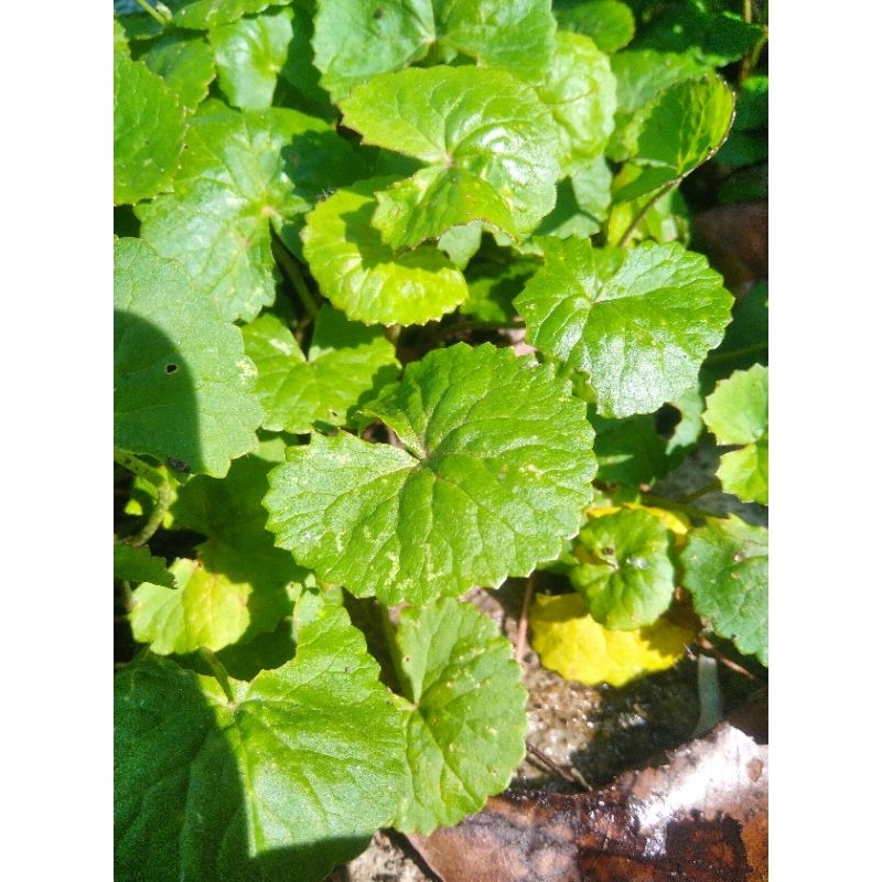 

Daun Pegagan Segar