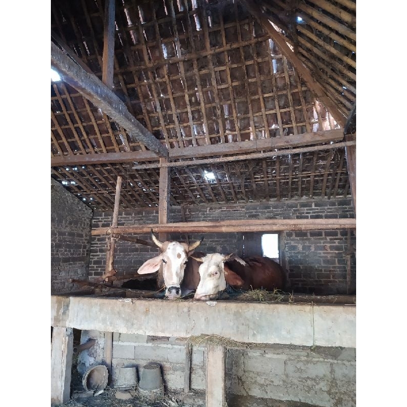 DIJUAL SAPI BETINA INDUKAN