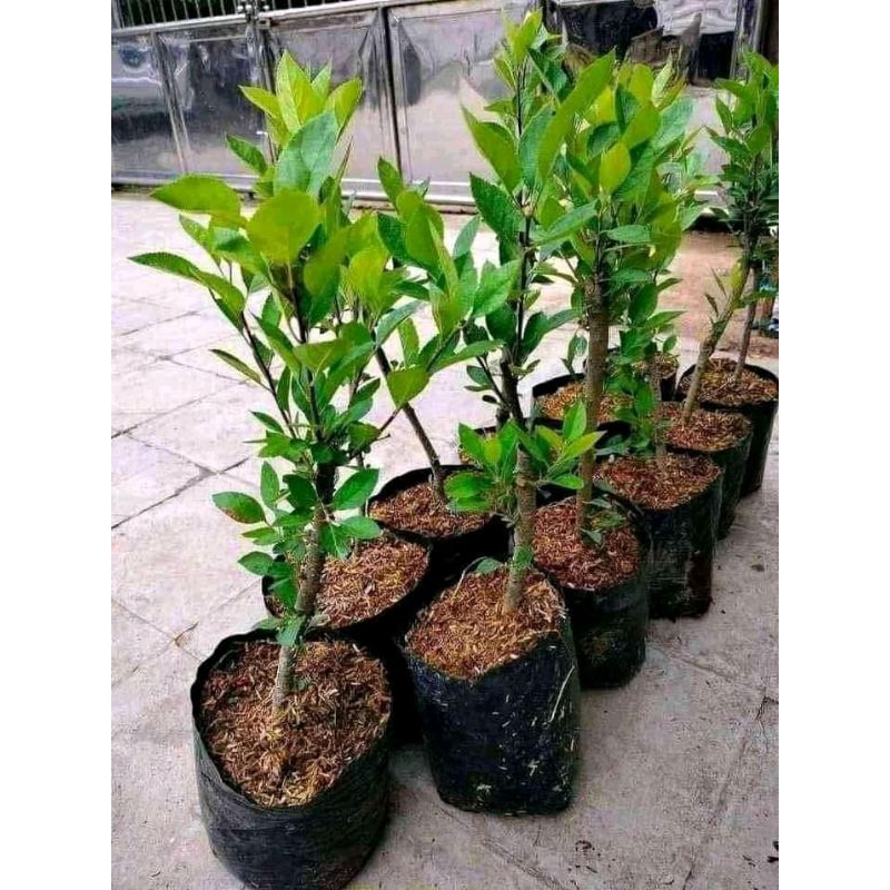 

apel merah CANGKOK AN