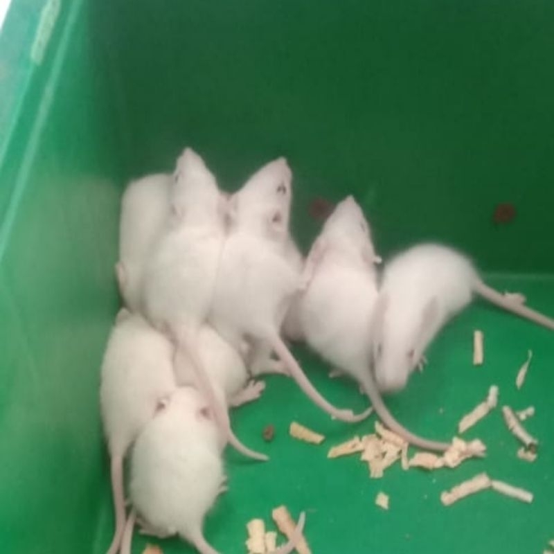 PPS Rat (BUKAN MENCIT) Sapih Tikus Putih Small Pakan Reptil Kura Burung Hantu Owl Ular Predator Geck