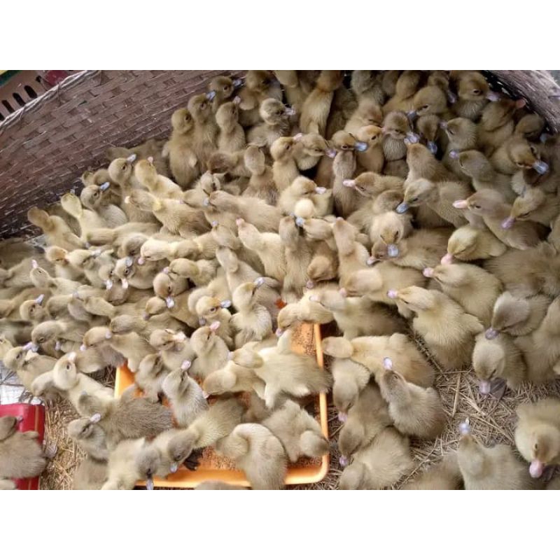 Dod Bebek Petelur Mojosari Asli (Sudah Vaksin Awal) Beli 10 Gratis Vitachick 1 Pcs.