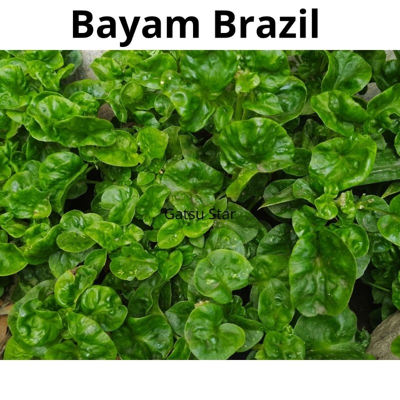 Bibit Bayam Brazil Stek Bayam Brazil -+ 10cm sayur bayam brazil