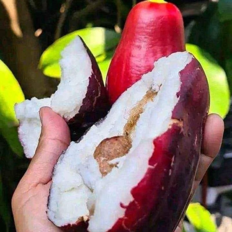 bibit jambu Jamaika hasil cangkok & akolasi