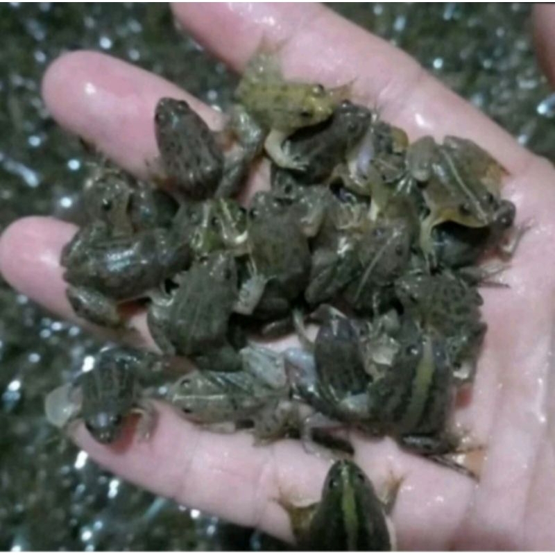 pakan predator/reptil/arwana, perkatong hiasan aquascape