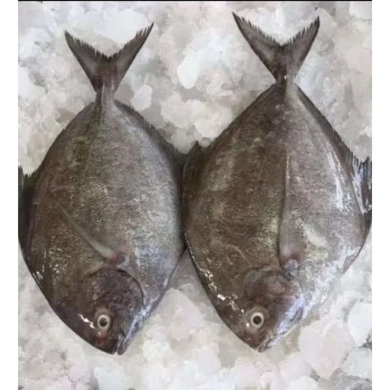 

Ikan Bawal Laut Segar 1 Kg