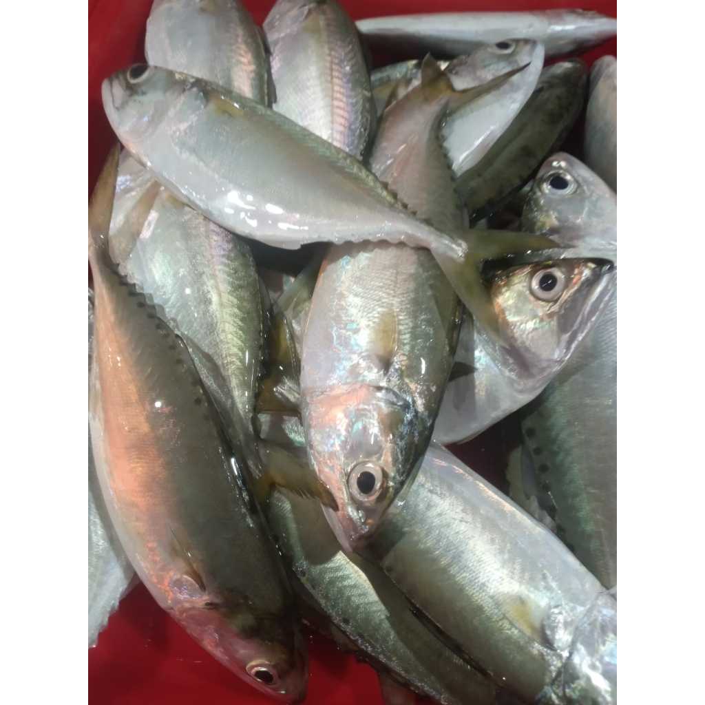 

Ikan Kembung Gepeng Segar
