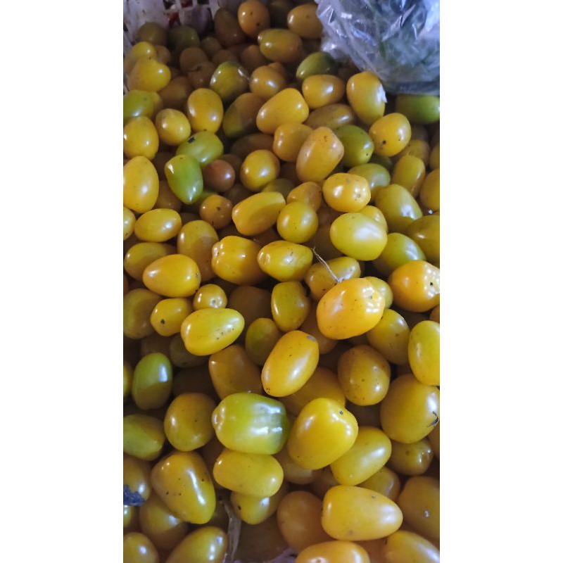 

tomat cerita kuning 250gram