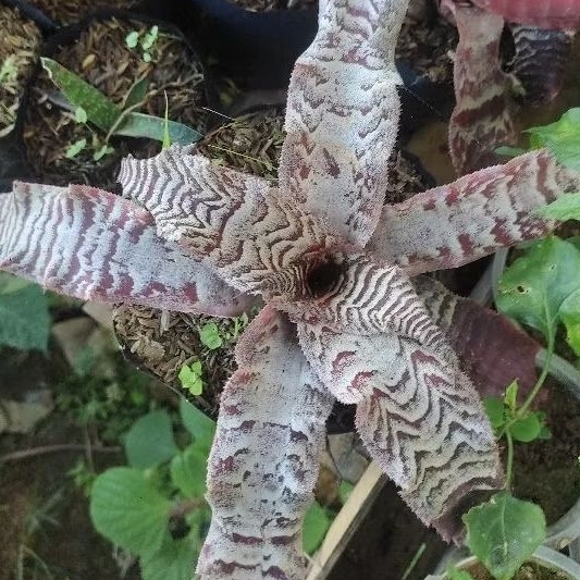 Bromelia Tokek Mewah Ukuran Besar